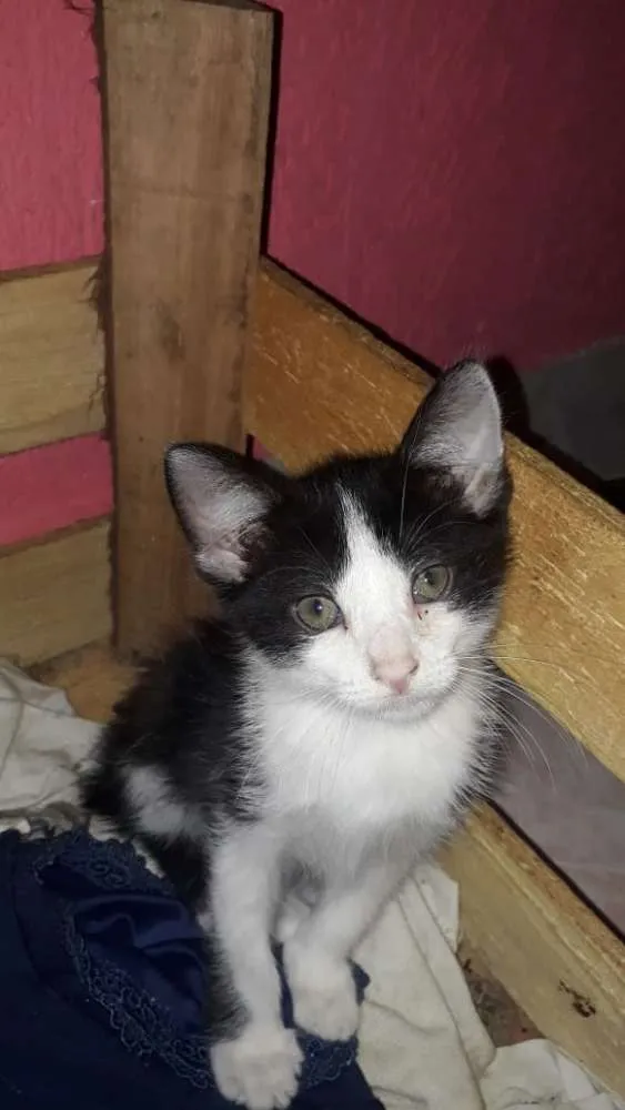 Gato raça SRD idade Abaixo de 2 meses nome Filhotes Abandonados