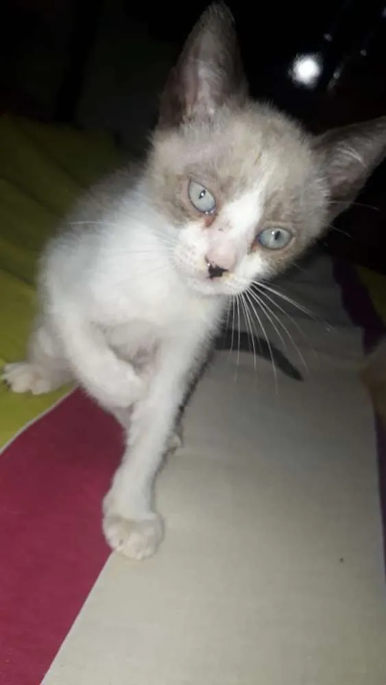 Filhotes Abandonados