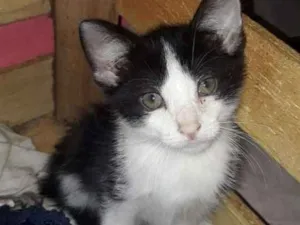Gato raça SRD idade Abaixo de 2 meses nome Filhotes Abandonados