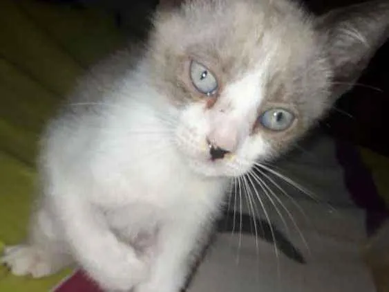 Gato raça SRD idade Abaixo de 2 meses nome Filhotes Abandonados