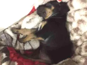 Cachorro raça Rottweiler idade Abaixo de 2 meses nome Céu