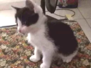 Gato raça  idade Abaixo de 2 meses nome Sem nome