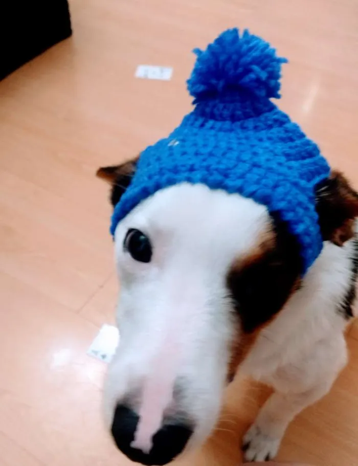 Cachorro ra a Srd idade 1 ano nome Lucky