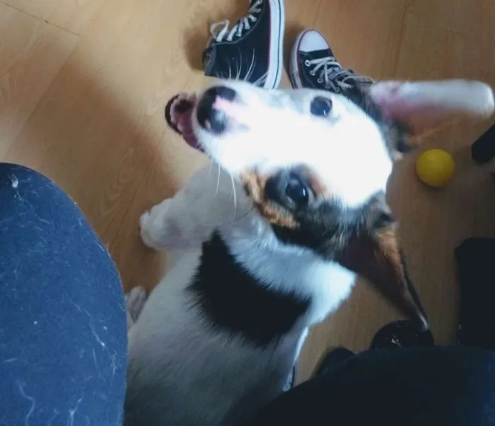 Cachorro ra a Srd idade 1 ano nome Lucky