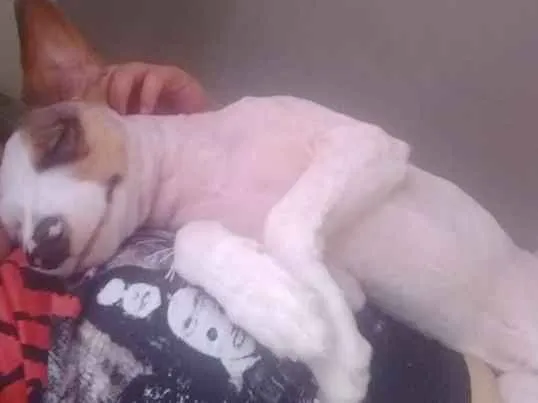 Cachorro ra a Srd idade 1 ano nome Lucky