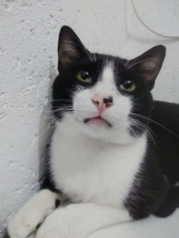 Gato ra a SRD idade 1 ano nome MIGUEL