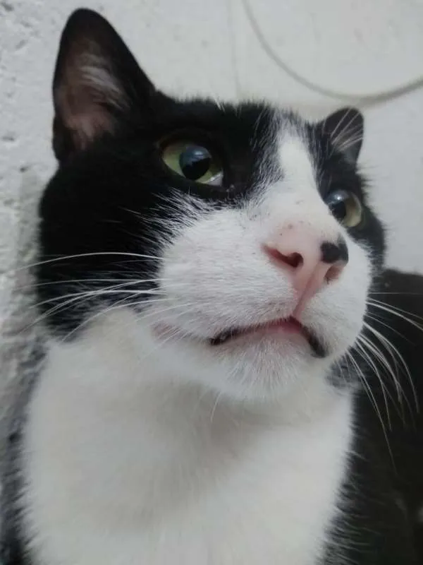 Gato ra a SRD idade 1 ano nome MIGUEL