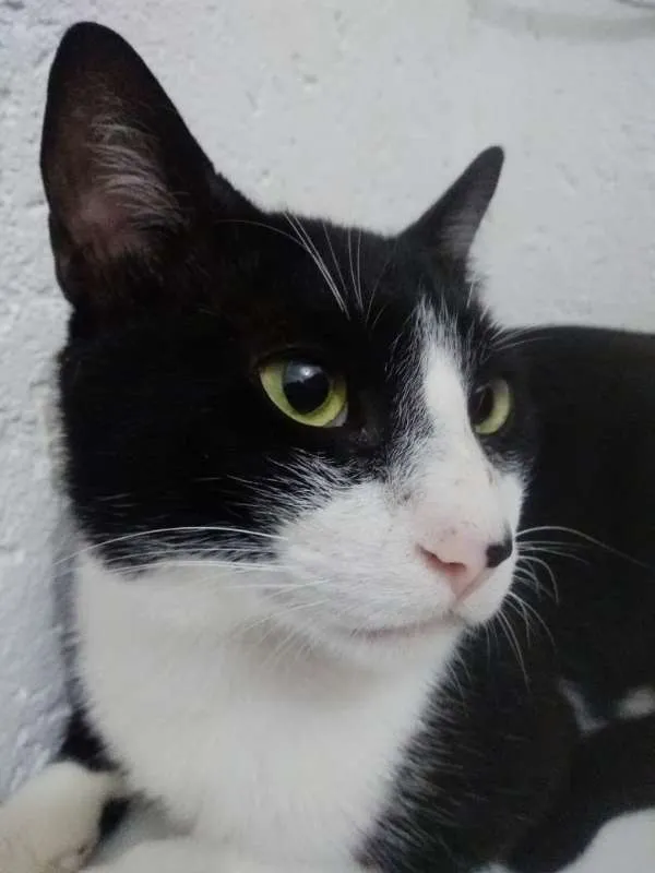 Gato ra a SRD idade 1 ano nome MIGUEL