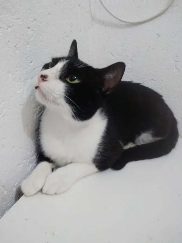 Gato ra a SRD idade 1 ano nome MIGUEL