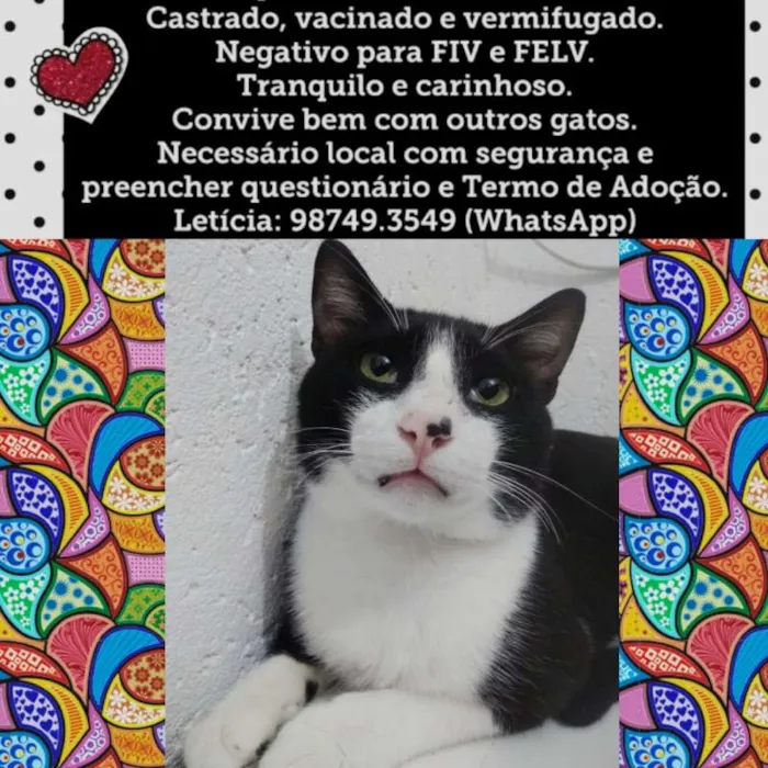 Gato ra a SRD idade 1 ano nome MIGUEL