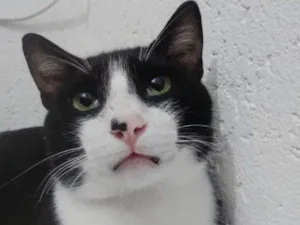 Gato raça SRD idade 1 ano nome MIGUEL