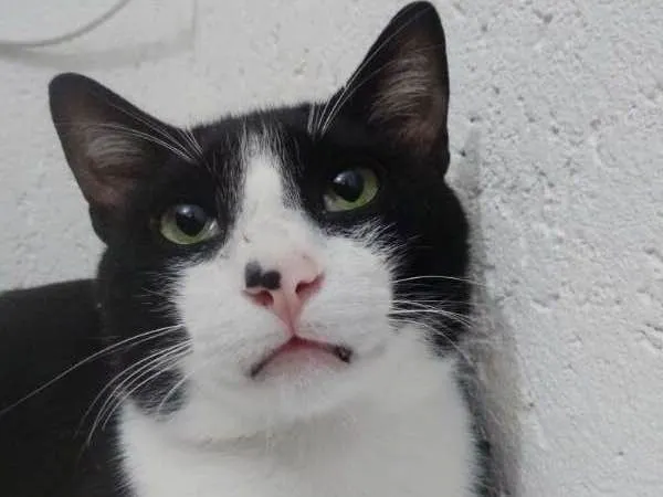 Gato ra a SRD idade 1 ano nome MIGUEL