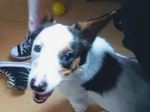 Cachorro raça Srd idade 1 ano nome Lucky