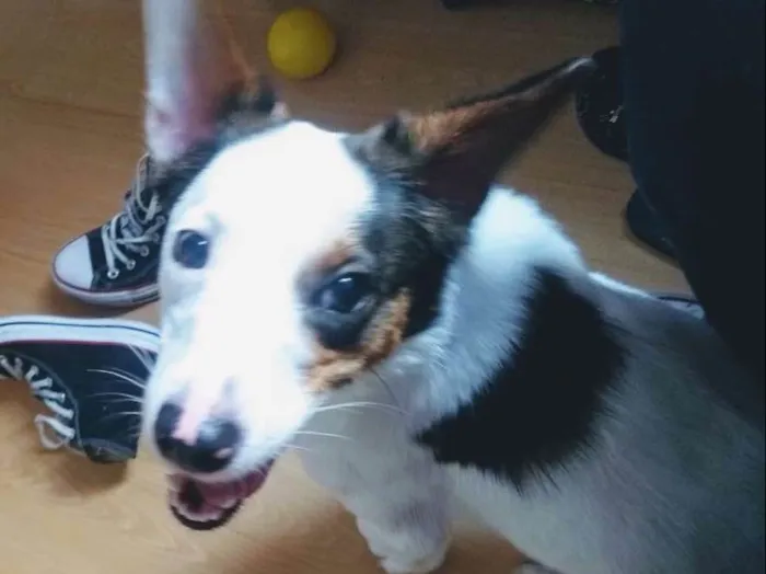Cachorro ra a Srd idade 1 ano nome Lucky