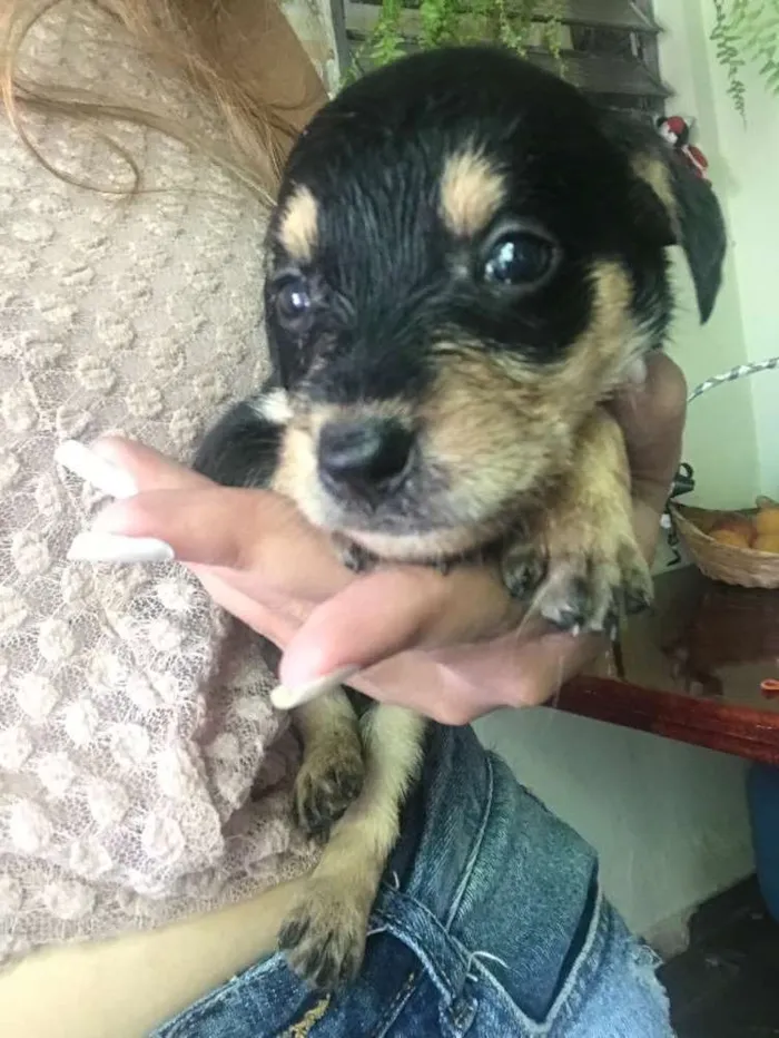 Cachorro ra a Vira-lata  idade Abaixo de 2 meses nome Bebês 