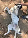 Chorão