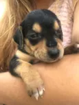 Bebês 