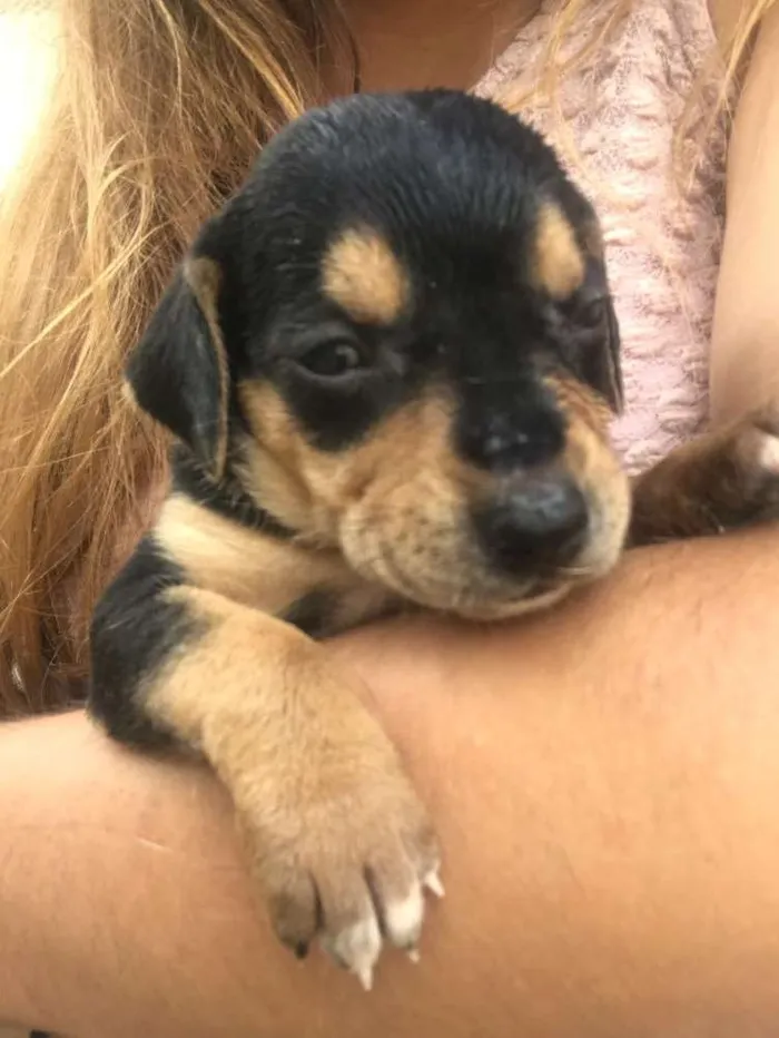 Cachorro ra a Vira-lata  idade Abaixo de 2 meses nome Bebês 