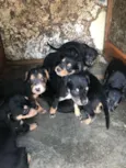 Bebês 