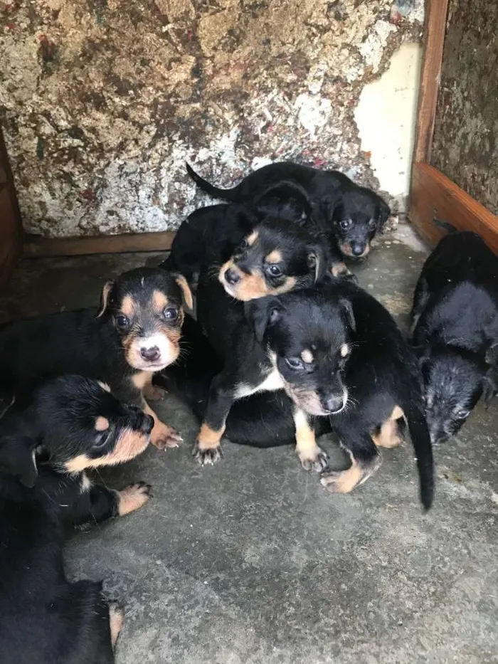 Cachorro ra a Vira-lata  idade Abaixo de 2 meses nome Bebês 