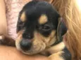 Bebês 