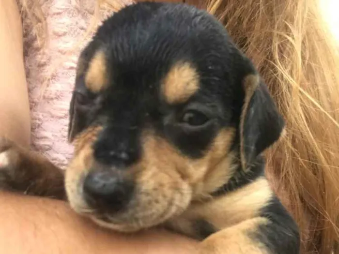 Cachorro ra a Vira-lata  idade Abaixo de 2 meses nome Bebês 