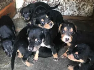 Cachorro raça Vira-lata  idade Abaixo de 2 meses nome Bebês 