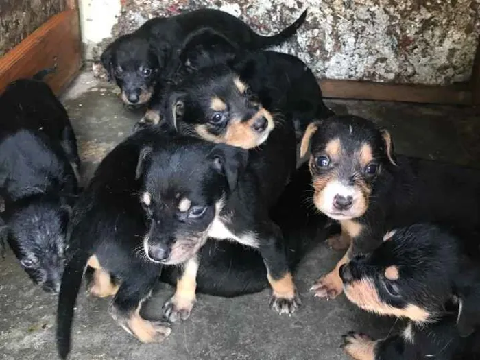 Cachorro ra a Vira-lata  idade Abaixo de 2 meses nome Bebês 