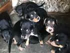 Cachorro raça Vira-lata  idade Abaixo de 2 meses nome Bebês 