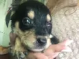 Bebês 