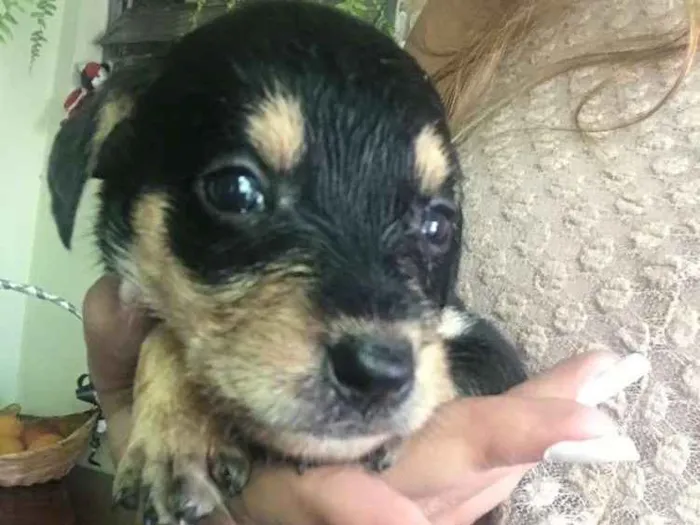 Cachorro ra a Vira-lata  idade Abaixo de 2 meses nome Bebês 