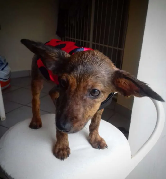 Cachorro raça SRD idade 2 a 6 meses nome Pedro