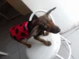 Pedro