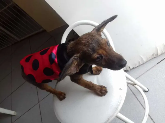Cachorro raça SRD idade 2 a 6 meses nome Pedro