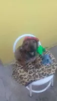 Pedro