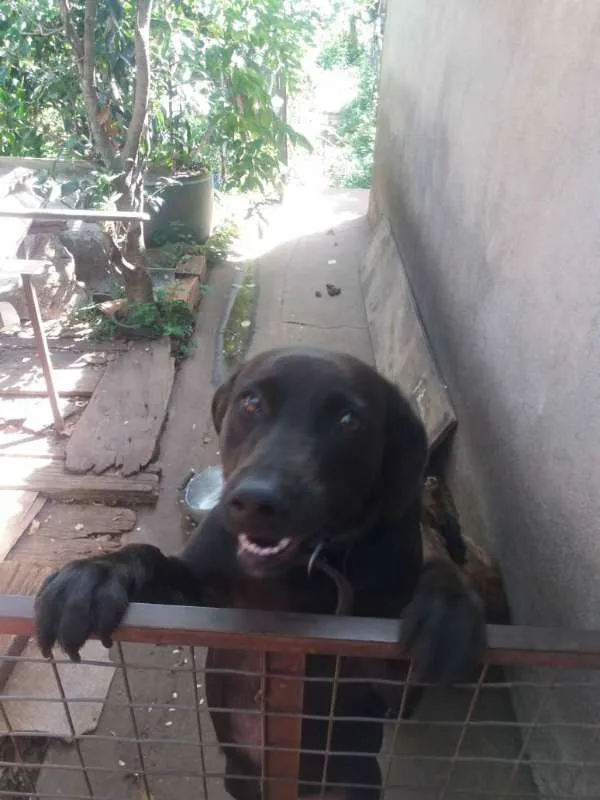 Cachorro ra a SRD idade 3 anos nome Nic