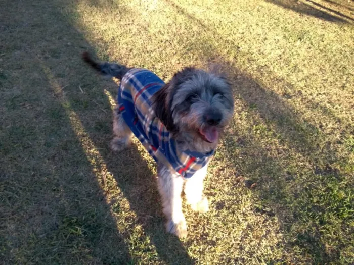 Cachorro ra a Poodle  idade 2 anos nome JIMMY