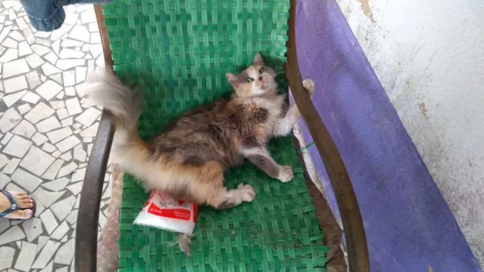 Gato ra a Não tem  idade 6 ou mais anos nome cris
