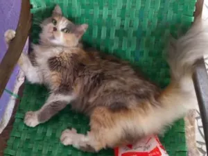 Gato raça Não tem  idade 6 ou mais anos nome cris