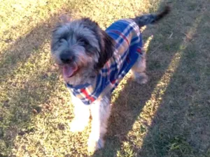 Cachorro raça Poodle  idade 2 anos nome JIMMY