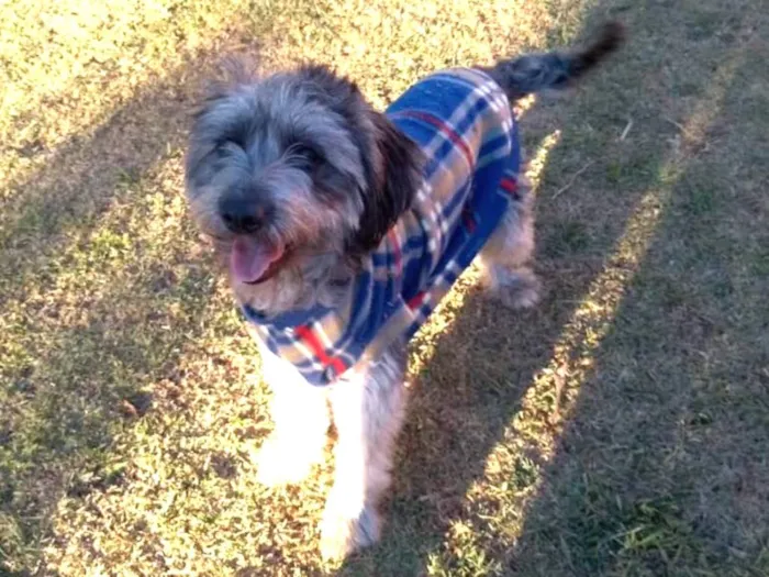 Cachorro ra a Poodle  idade 2 anos nome JIMMY