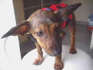 Cachorro raça SRD idade 2 a 6 meses nome Pedro