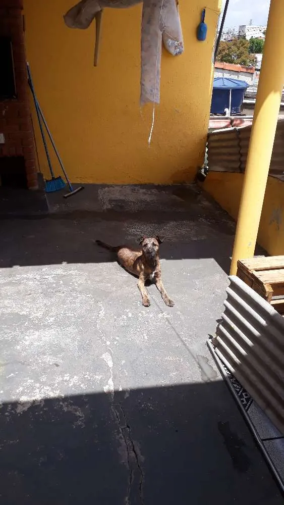 Cachorro ra a Vira lata idade 7 a 11 meses nome VIDA