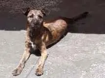Cachorro ra a Vira lata idade 7 a 11 meses nome VIDA