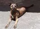 Cachorro raça Vira lata idade 7 a 11 meses nome VIDA