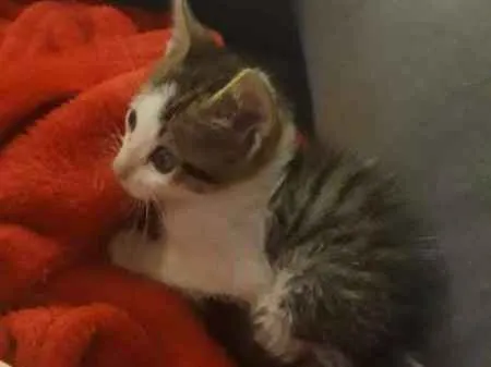 Gato ra a  idade Abaixo de 2 meses nome Jimmy