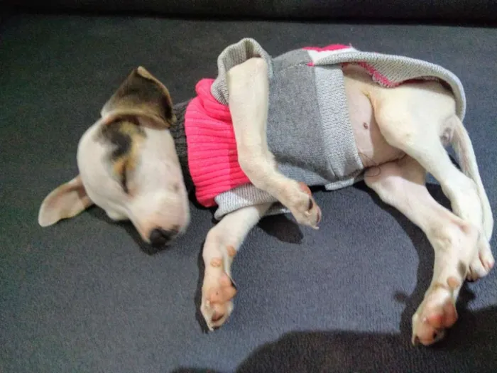 Cachorro ra a Paulistinha idade 2 a 6 meses nome Princesa