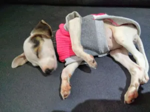 Cachorro raça Paulistinha idade 2 a 6 meses nome Princesa