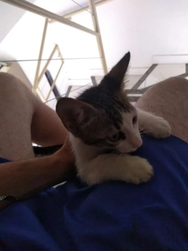 Gato ra a  idade 2 a 6 meses nome Sem Nome