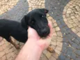 abandonado